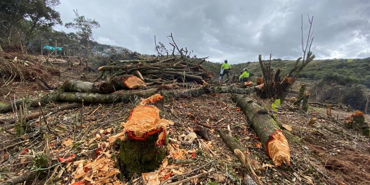 Las manos criminales detrás del desastre ecológico en Entrenubes, el pulmón de tres localidades de Bogotá